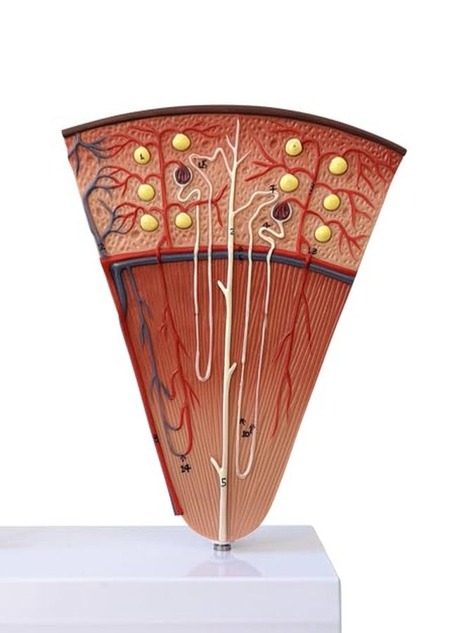 Axis Scientific Kidney Model with Nephrons and Glomerulus - Enlarged Nephrons and Glomerulus - Perfect for Anatomy Students, Urologists, Patient Consultation - Includes Full Color Study Guide - Image 5